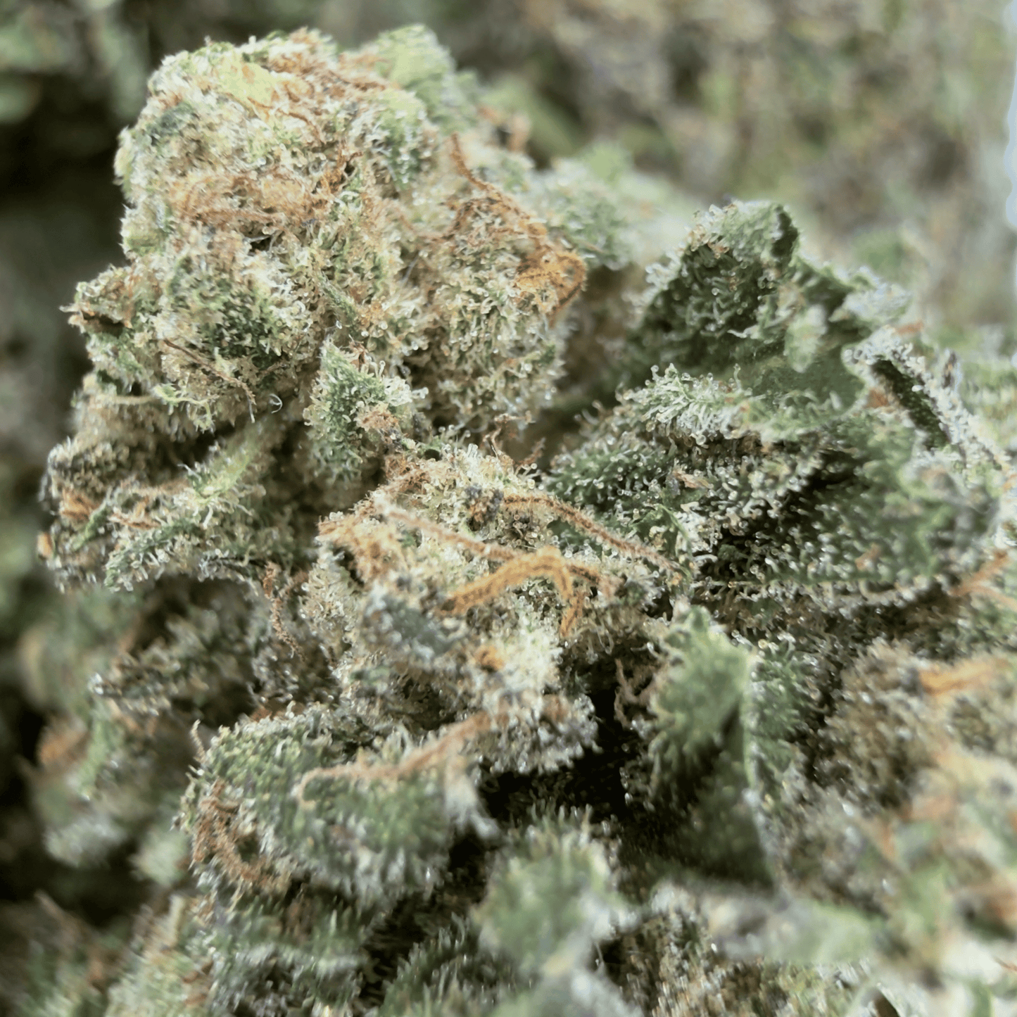 BANANA DAIQUIRI - FLEUR DE CBD BIO