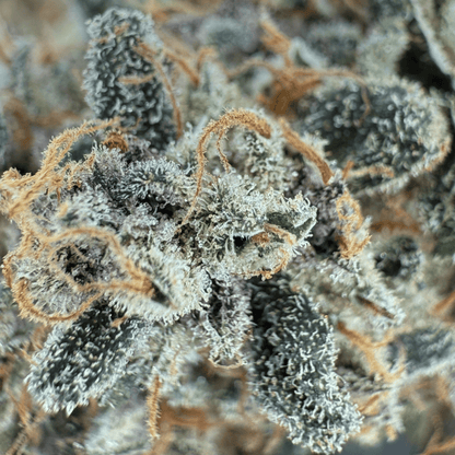 BANANA YAK - FLEUR DE CBD - INDOOR