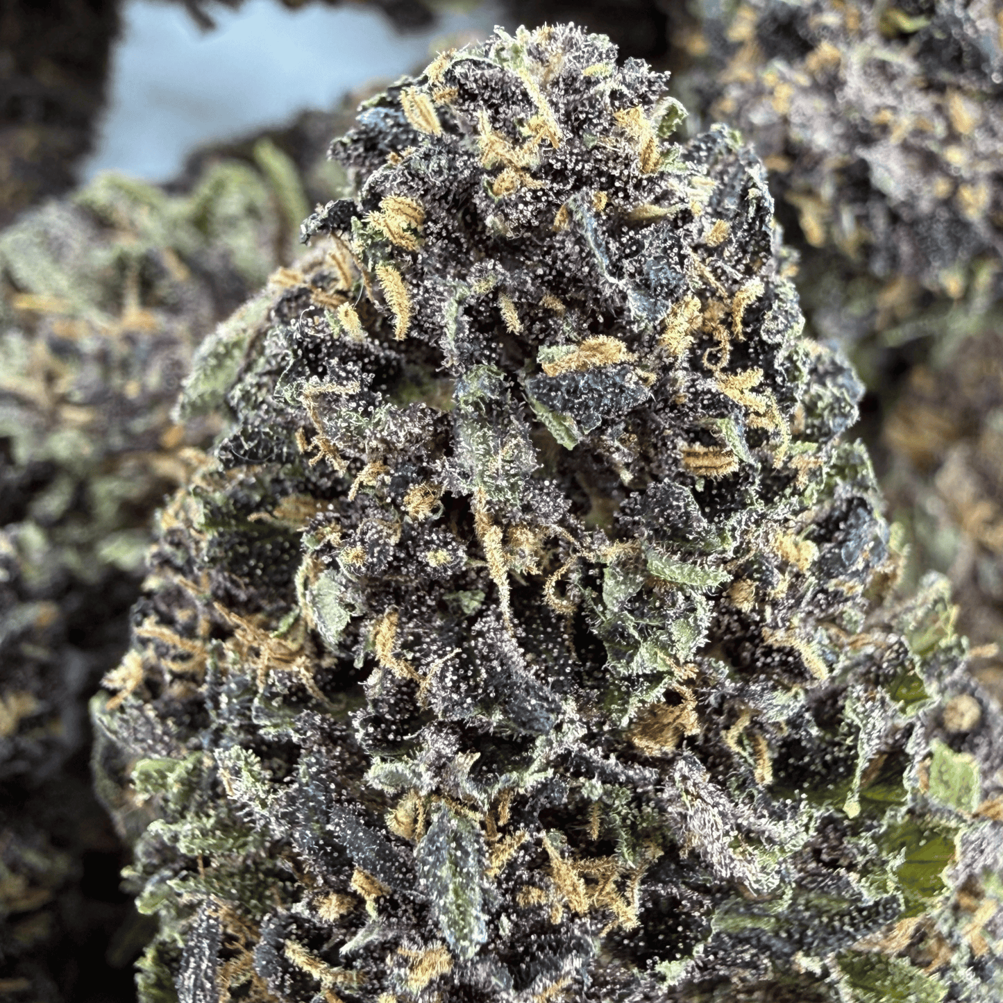 BLACK BUDDHA - FLEUR DE CBD BIO