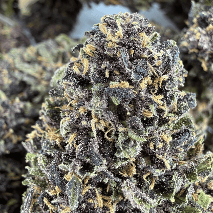 BLACK BUDDHA - FLEUR DE CBD BIO