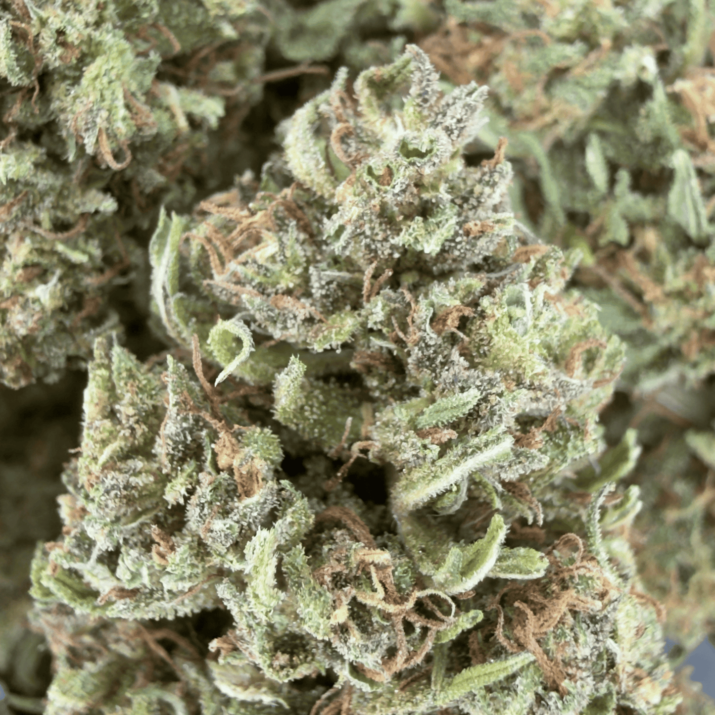 BLAUBEERE – BIO-CBD-BLÜTE