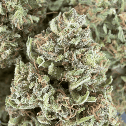 BLAUBEERE – BIO-CBD-BLÜTE