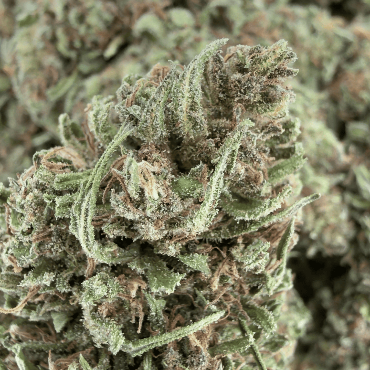 BLAUBEERE – BIO-CBD-BLÜTE