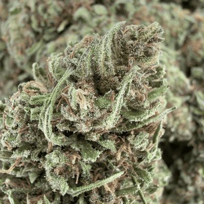 BLAUBEERE – BIO-CBD-BLÜTE