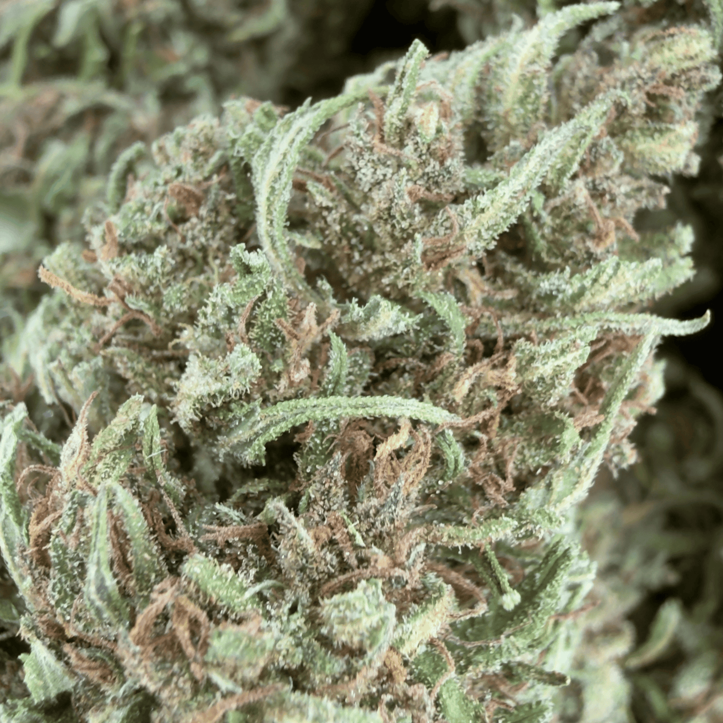 BLAUBEERE – BIO-CBD-BLÜTE