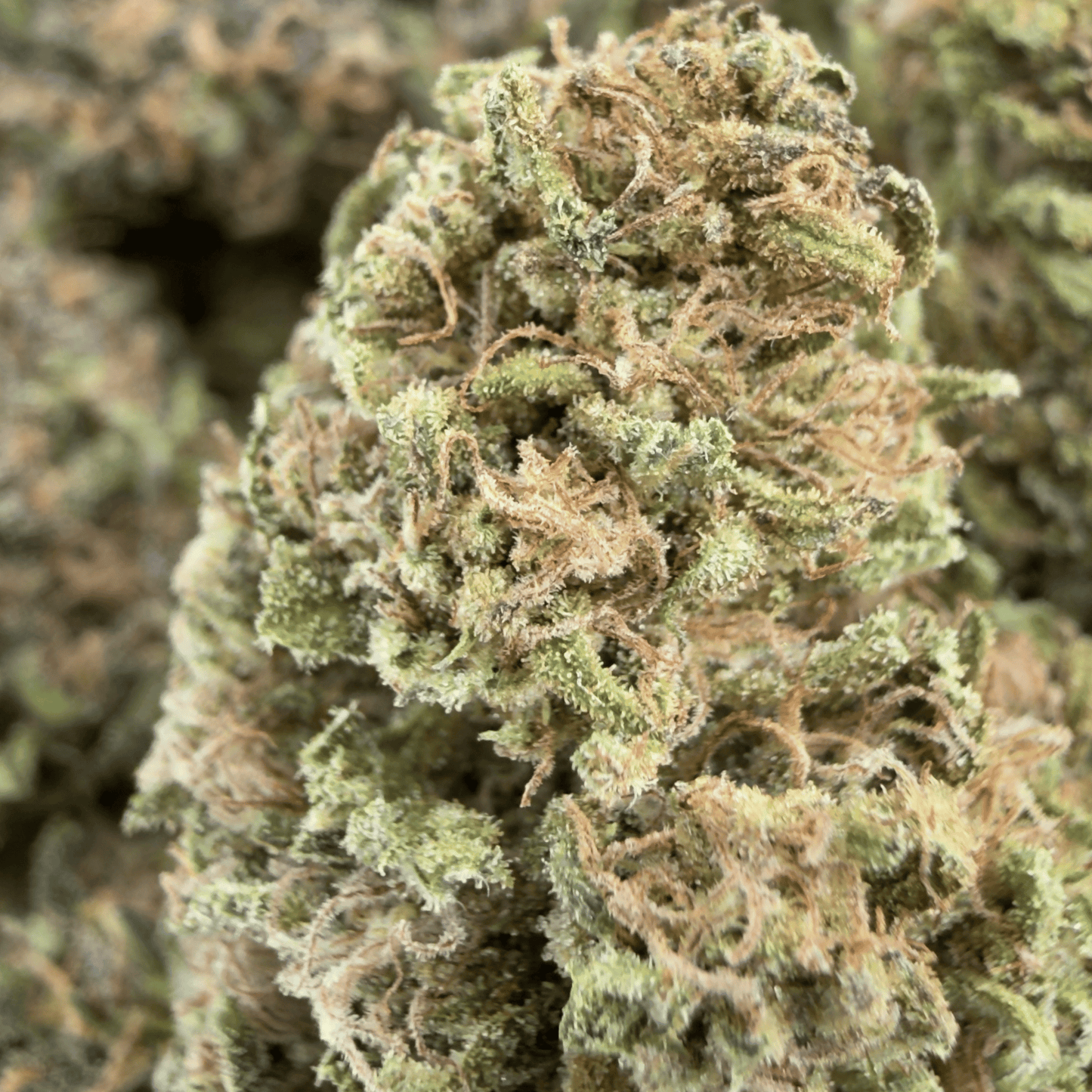 BLUE CHEESE - FLEUR DE CBD BIO