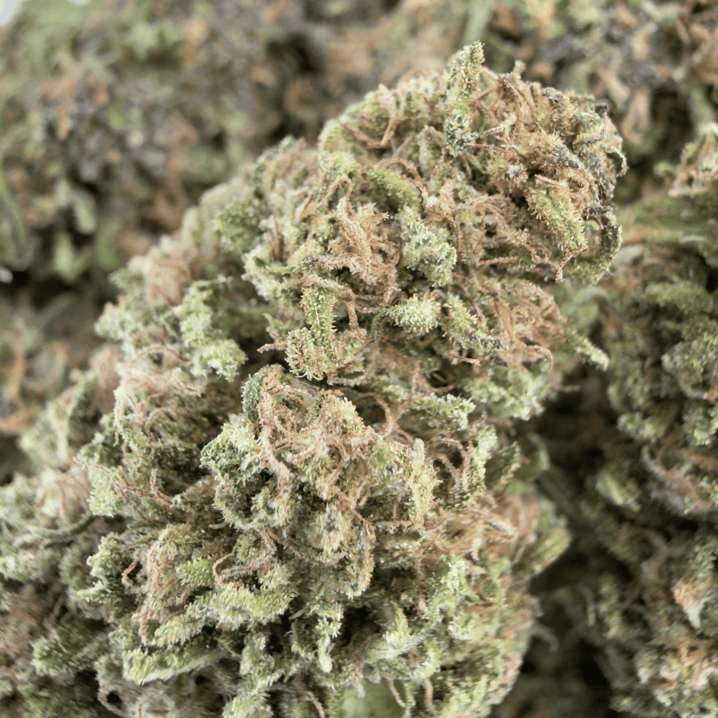 BLUE CHEESE - FLEUR DE CBD BIO