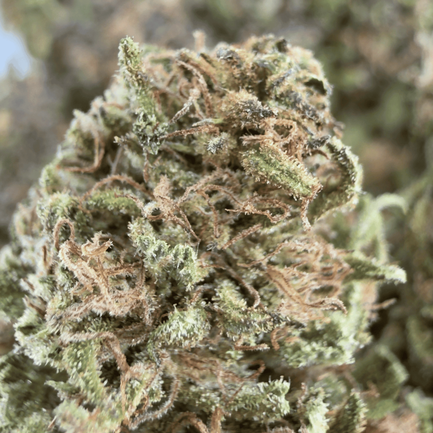 BLUE CHEESE - FLEUR DE CBD BIO