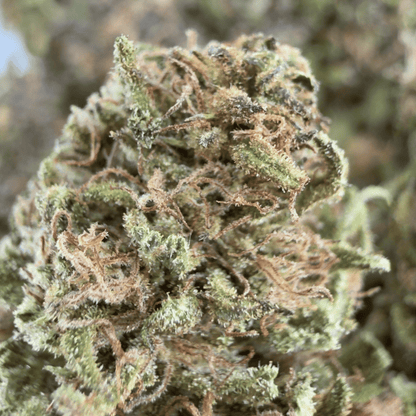 BLUE CHEESE - FLEUR DE CBD BIO