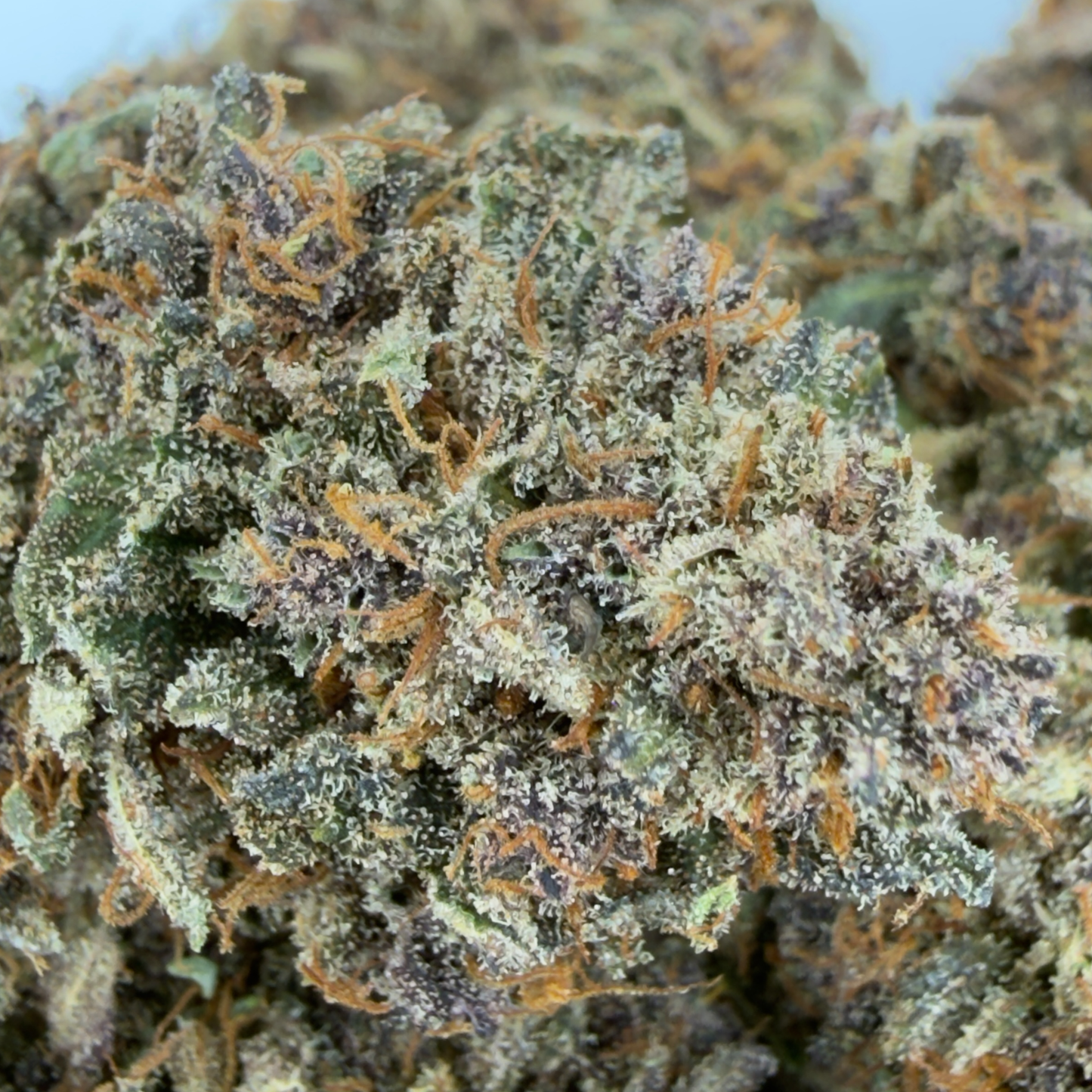 BLUE DORY - FLEUR DE CBD - INDOOR