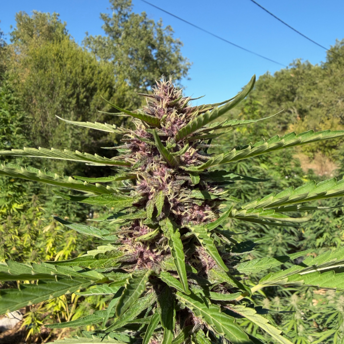BLUE SKY - FLEUR DE CBD BIO