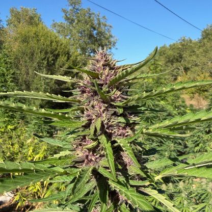 BLUE SKY - FLEUR DE CBD BIO