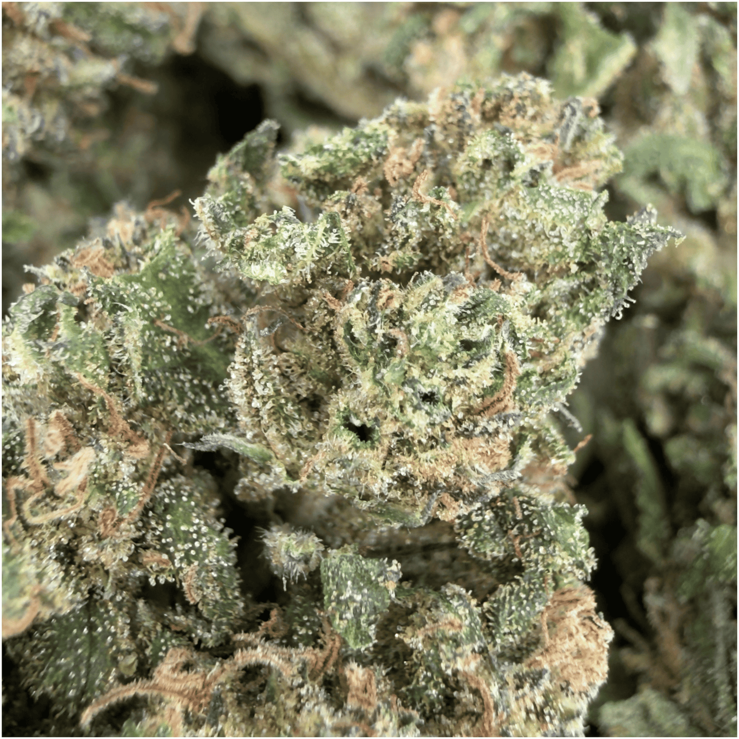 BUDDHA CHEESE - FLEUR DE CBD BIO