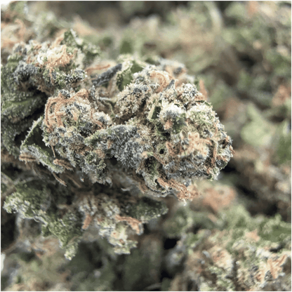 BUDDHA CHEESE - FLEUR DE CBD BIO