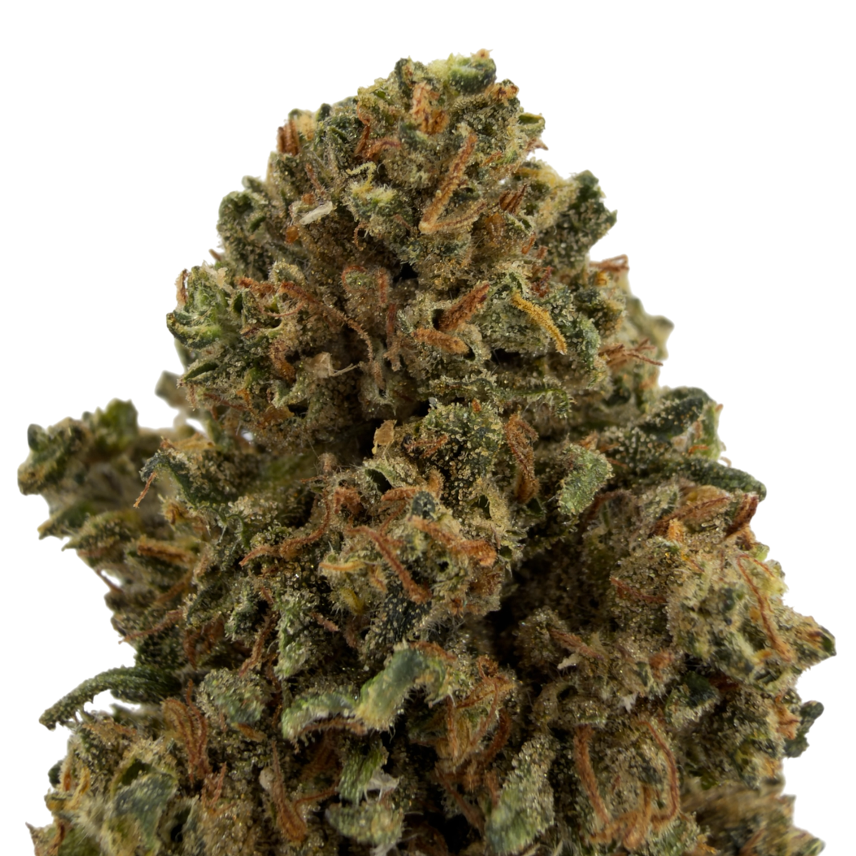 Buddha-Käse - Bio-CBD-Blüte