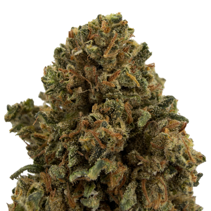 Buddha-Käse - Bio-CBD-Blüte