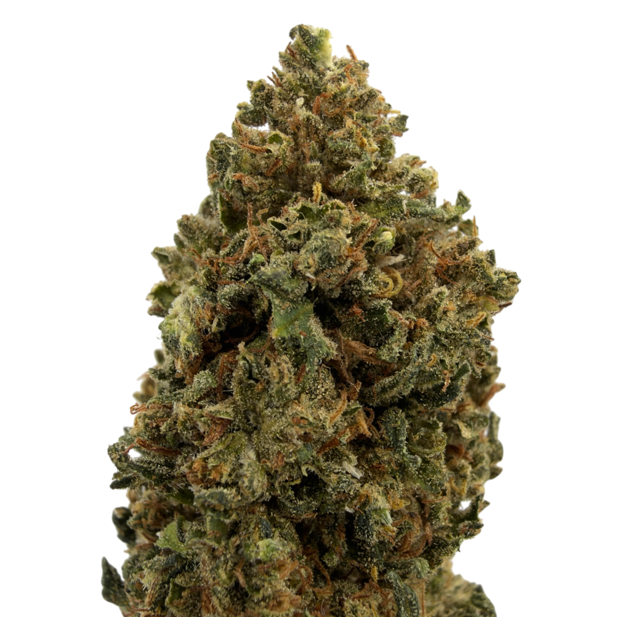 Buddha-Käse - Bio-CBD-Blüte