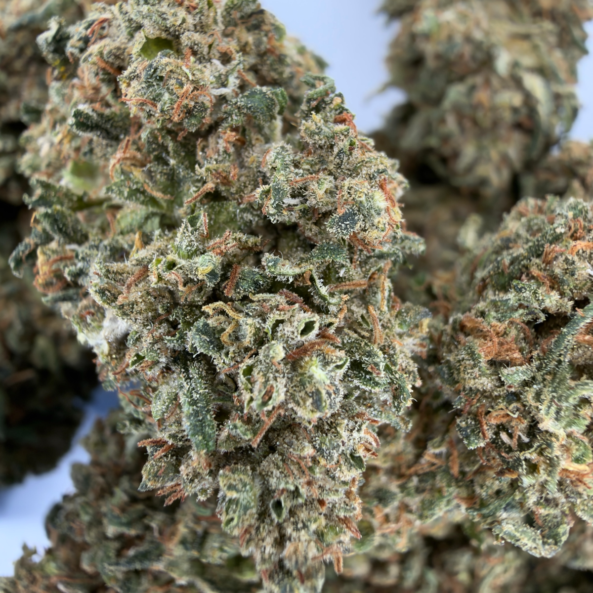 Buddha-Käse - Bio-CBD-Blüte