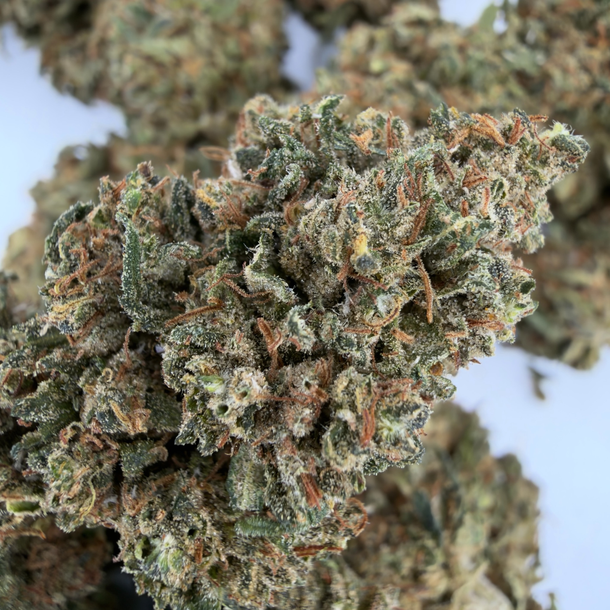 Buddha-Käse - Bio-CBD-Blüte