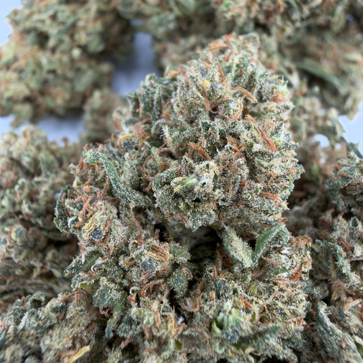 Buddha-Käse - Bio-CBD-Blüte