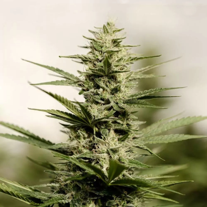 Buddha-Käse - Bio-CBD-Blüte