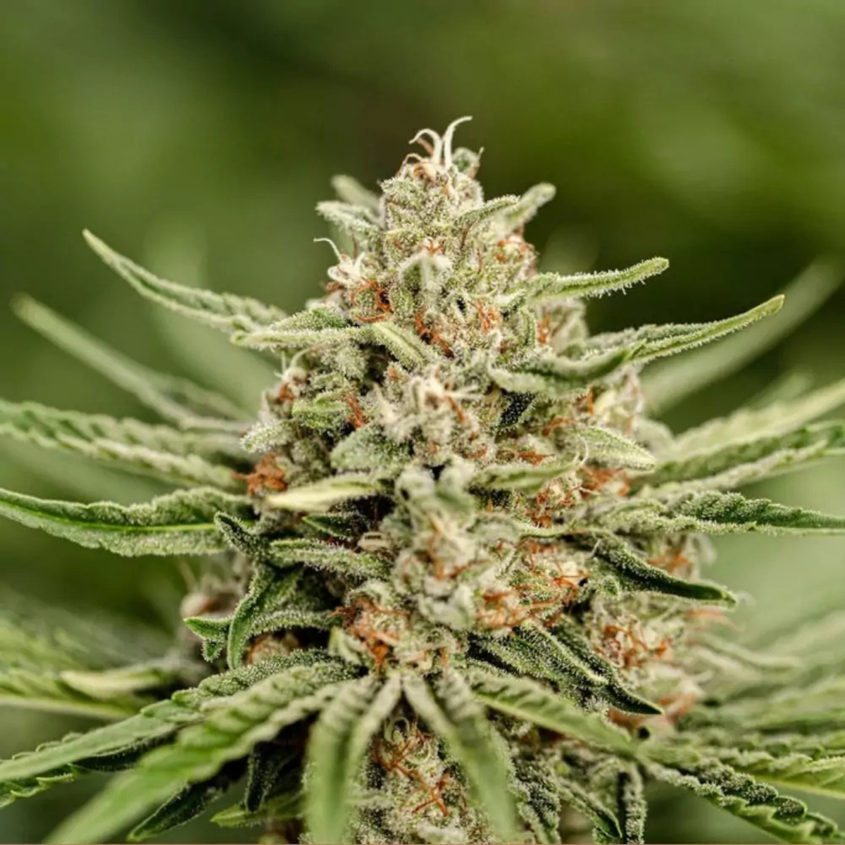 Buddha-Käse - Bio-CBD-Blüte