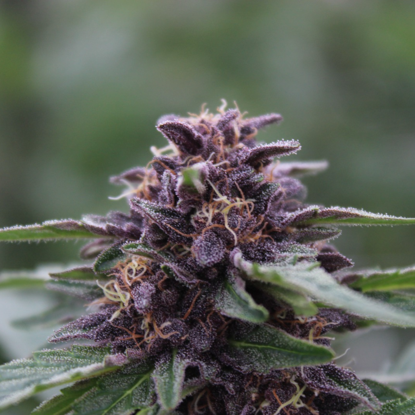 CHOCOLATE COVERED STRAWBERRY - FLEUR DE CBD ORGANIQUE