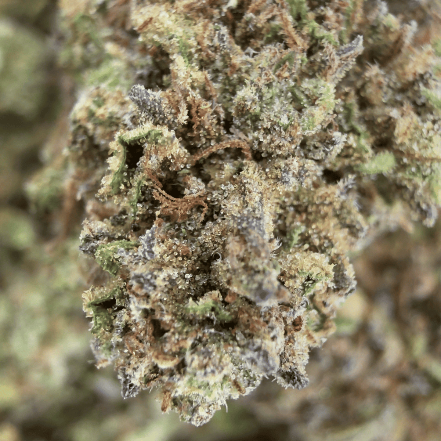 GELATO – BIO-CBD-BLÜTE