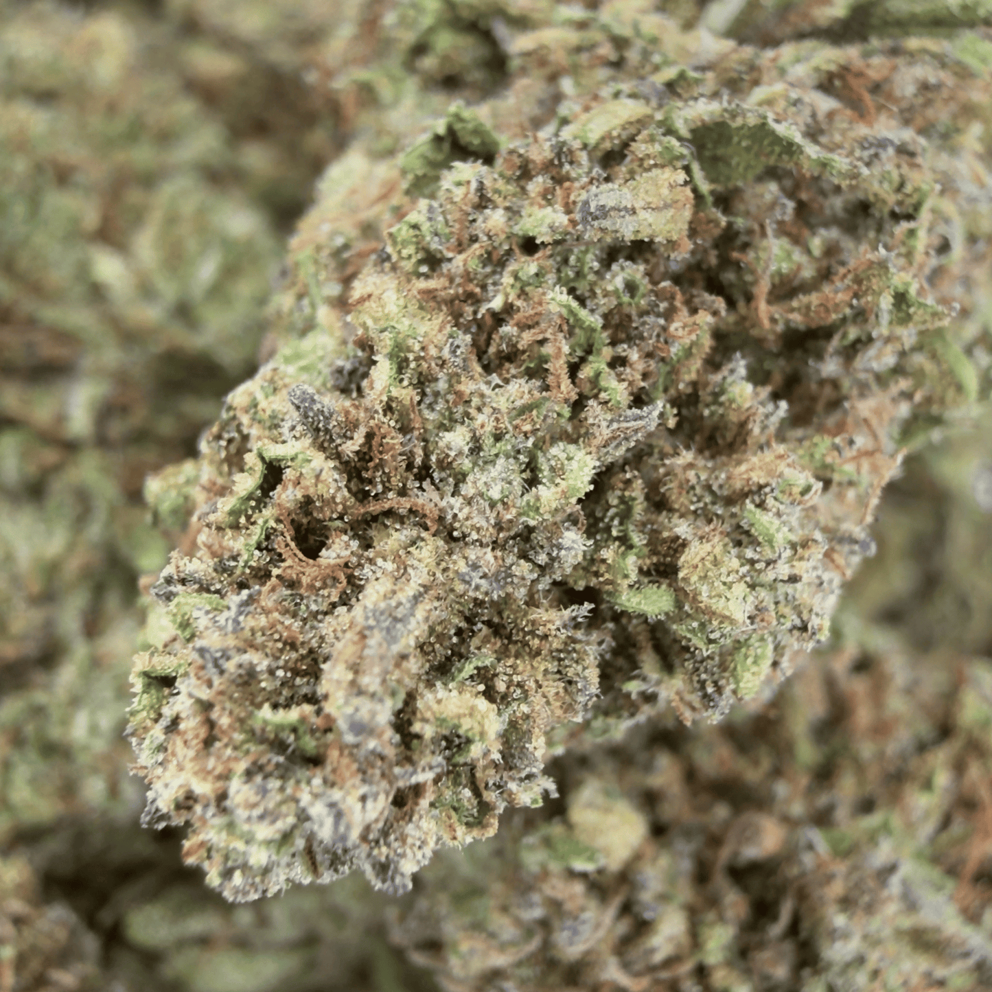 GELATO – BIO-CBD-BLÜTE
