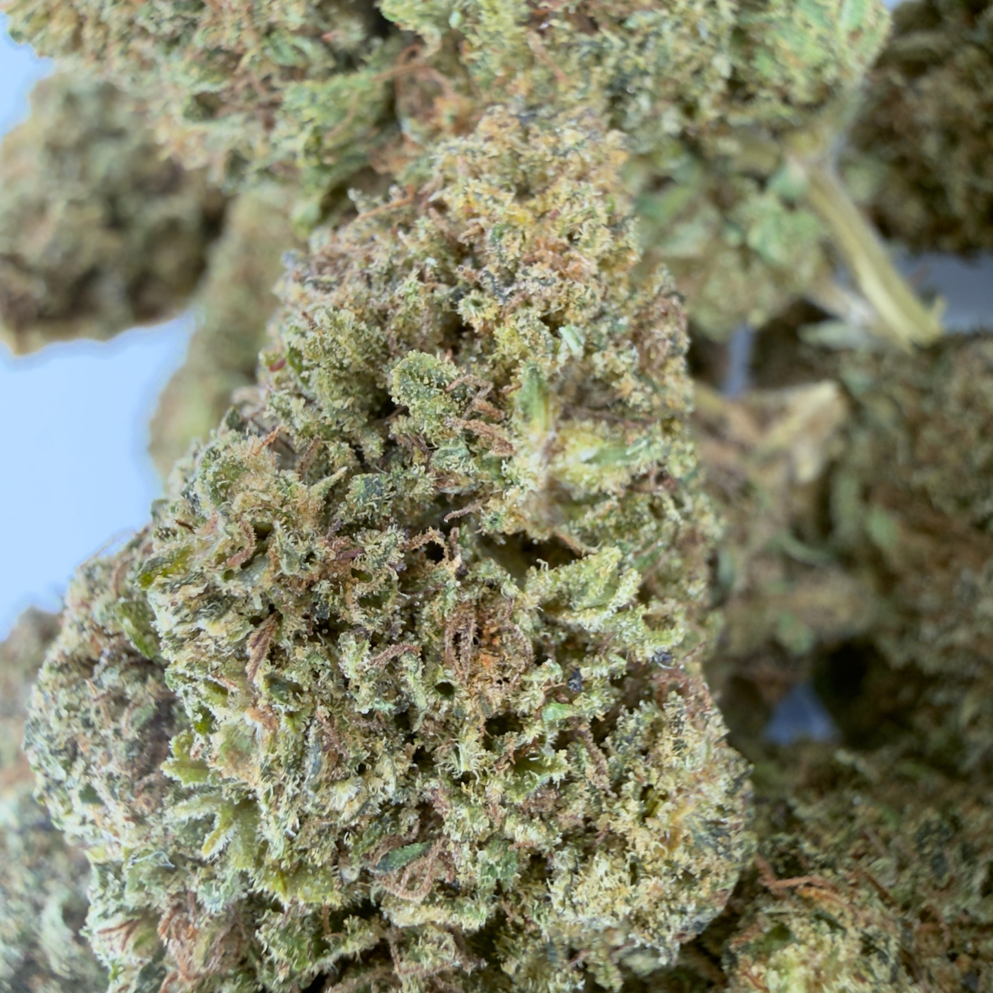 GELATO - FLEUR DE CBD BIO