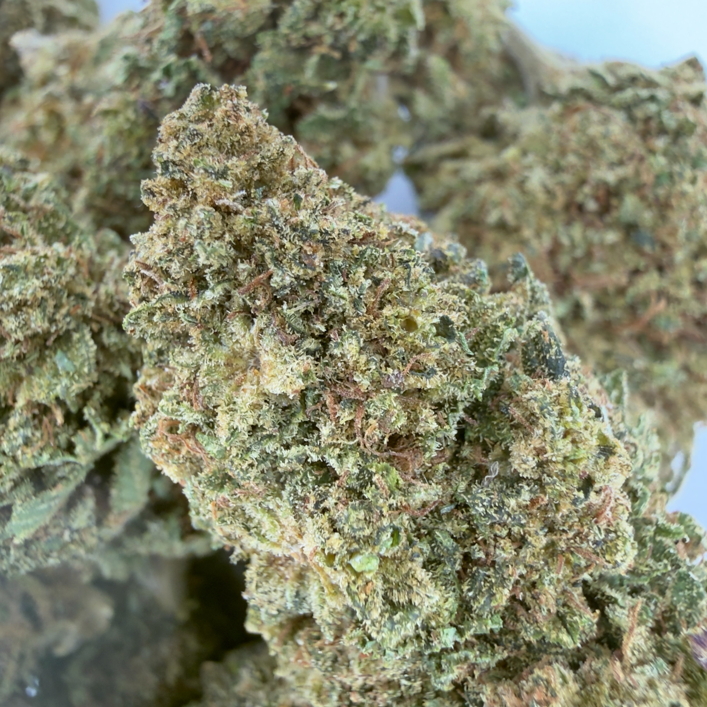GELATO - FLEUR DE CBD BIO