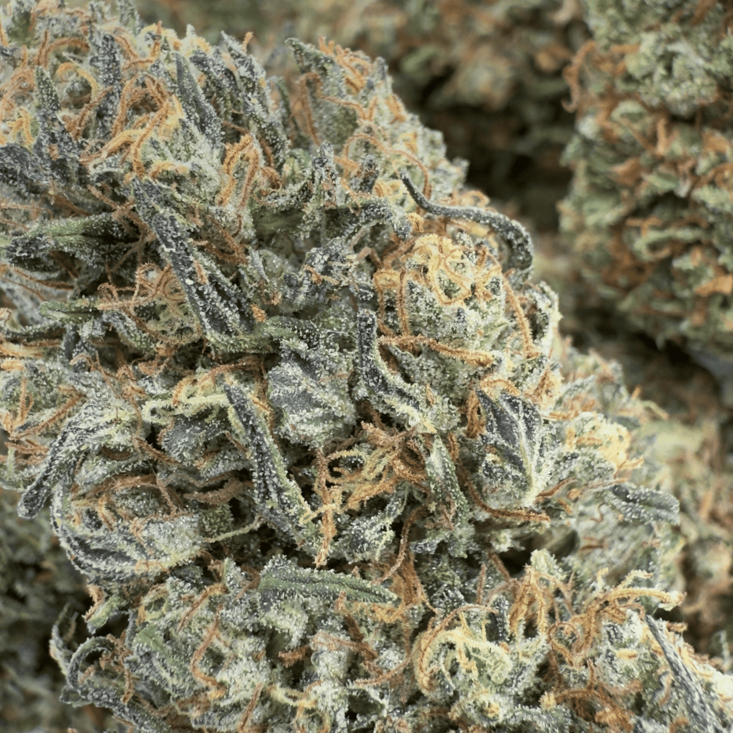 GOAT BUTTER - FLEUR DE CBD BIO - LIGHT DEP