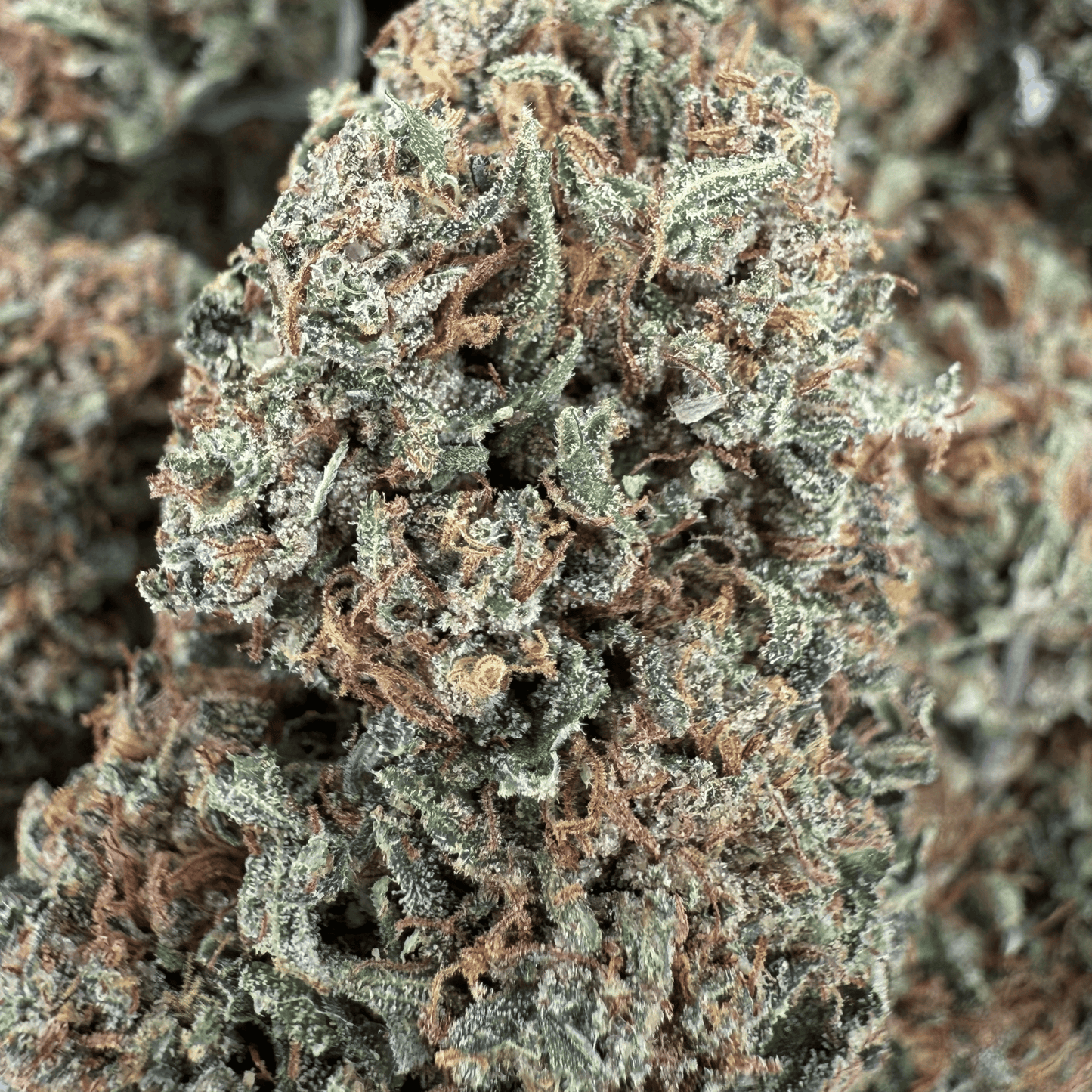 GODFATHER OG - FLEUR DE CBD BIO - LIGHT DEP