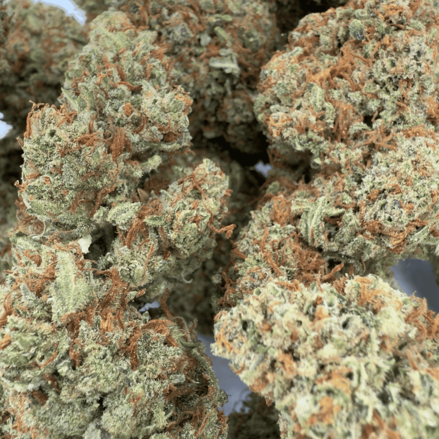 GOLDEN ORIENT - FLEUR DE CBD BIO - LIGHT DEP