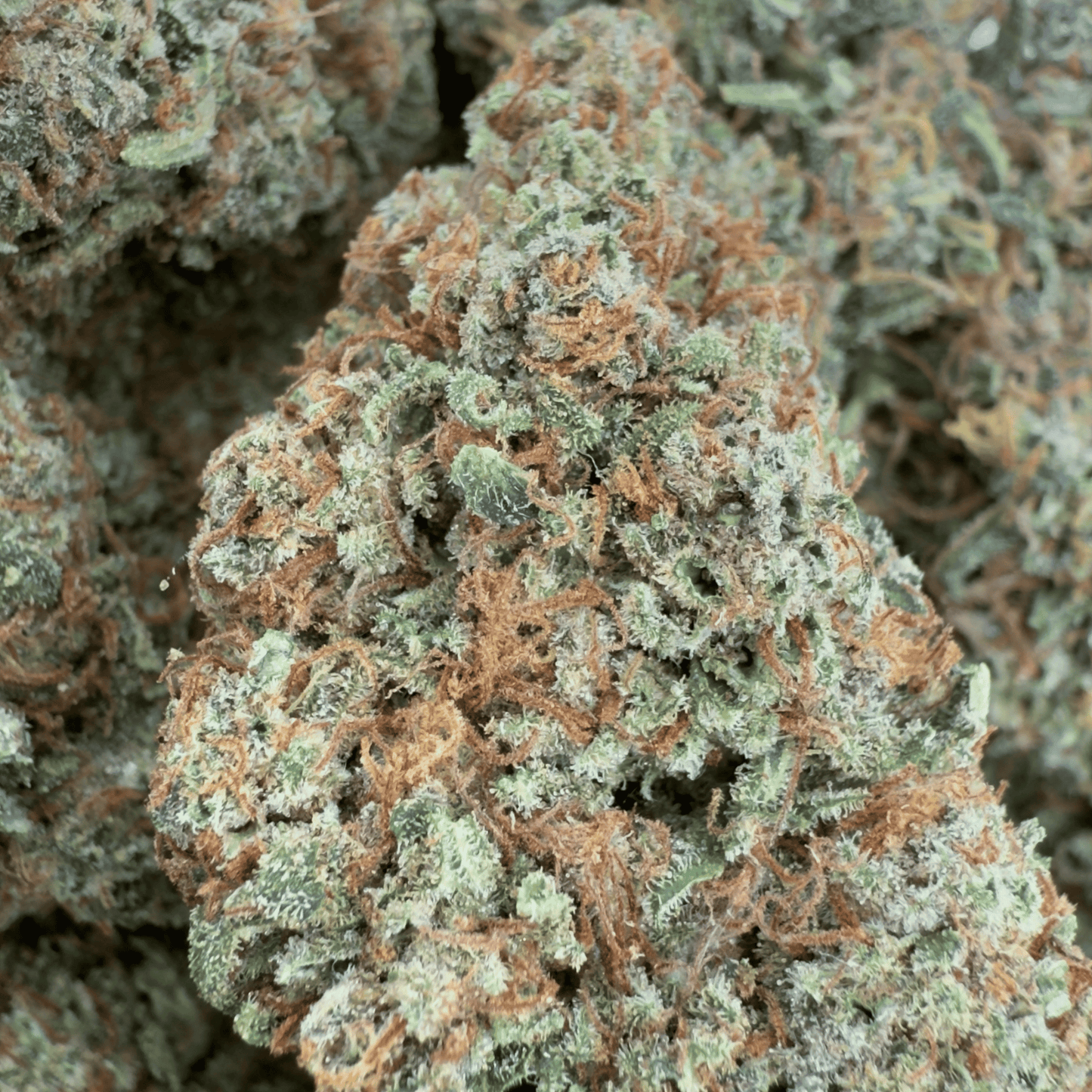 GOLDEN ORIENT - FLEUR DE CBD BIO - LIGHT DEP