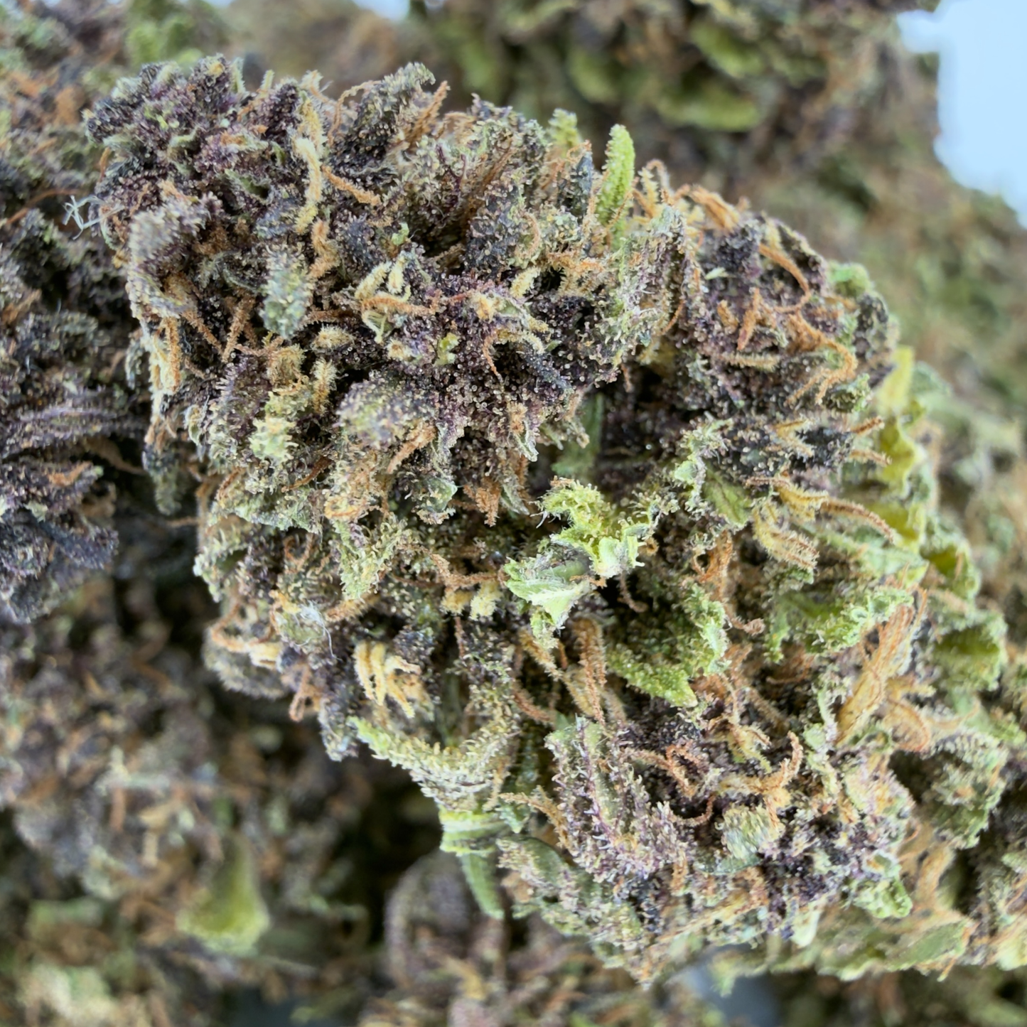 KARIJINI KUSH - FLEUR DE CBD BIO