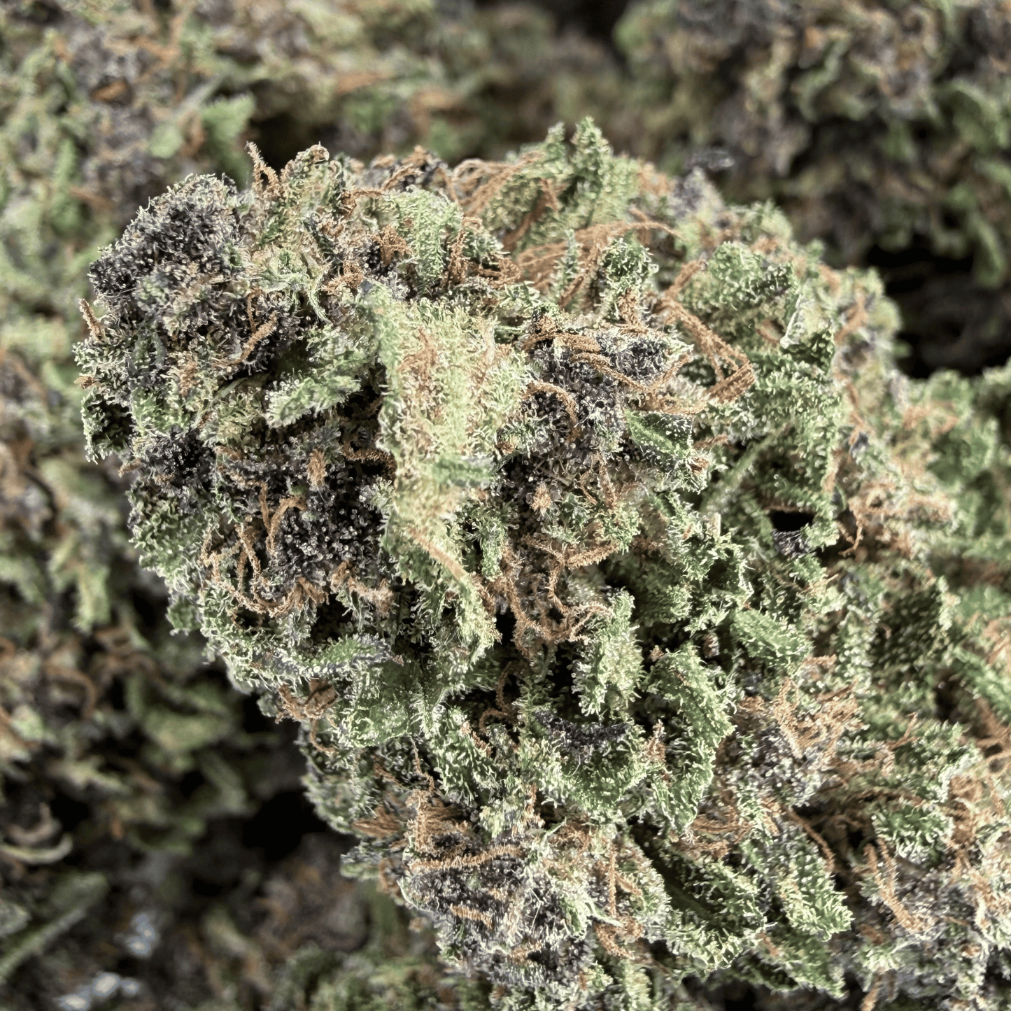 LEMON KUSH - FLEUR DE CBD BIO