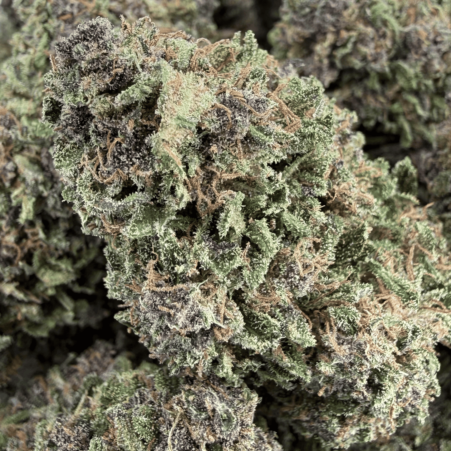 LEMON KUSH - FLEUR DE CBD BIO