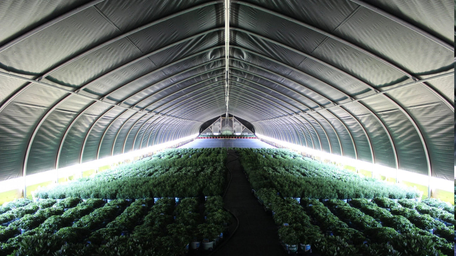 Culture de plants de Chanvre CBD en Light Déprivation