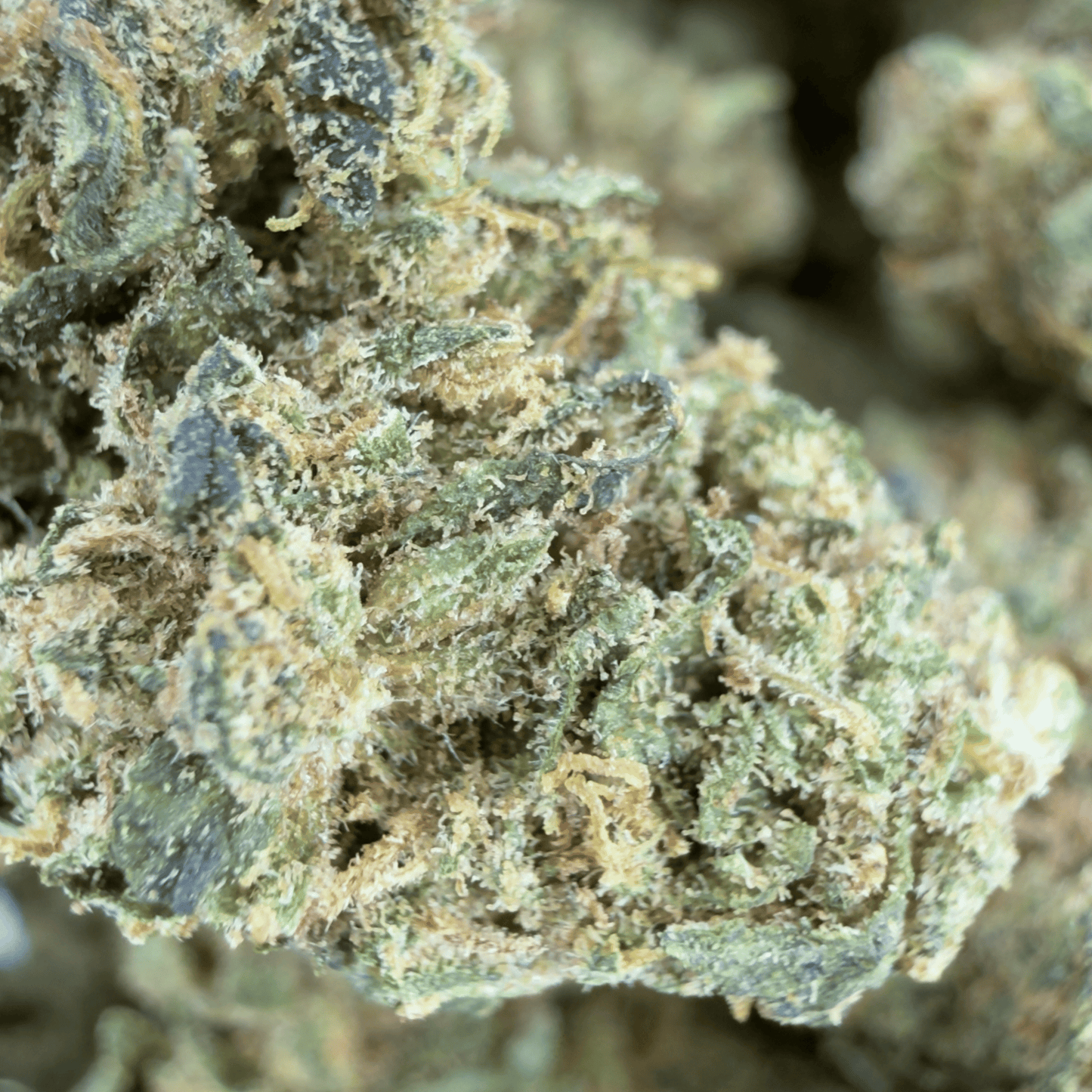 MANDARINA - PETITE FLEUR DE CBD ORGANIQUE