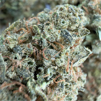 MANGO - FLEUR DE CBD BIO