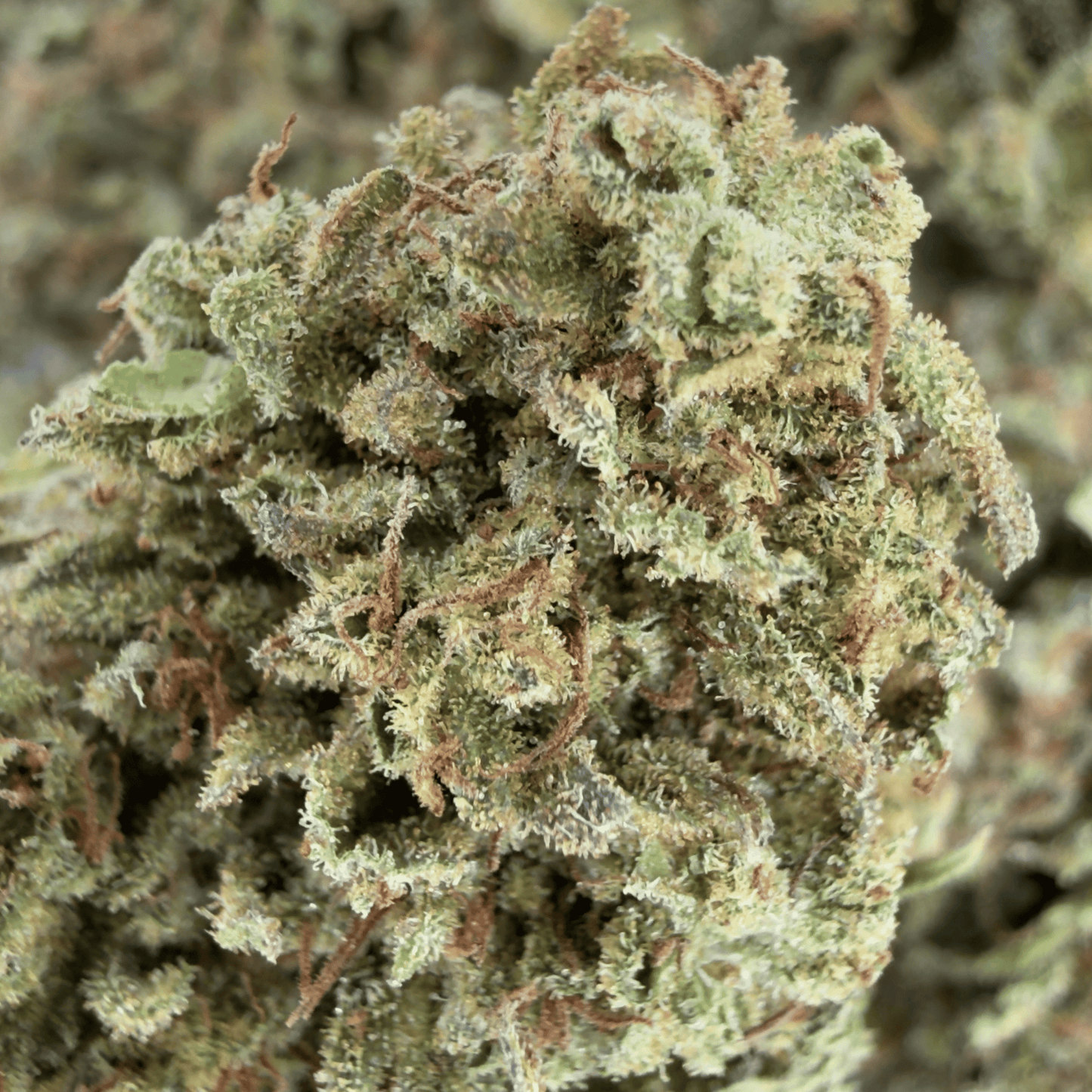 MANGO HAZE - FLEUR DE CBD BIO