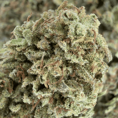 MANGO HAZE - FLEUR DE CBD BIO