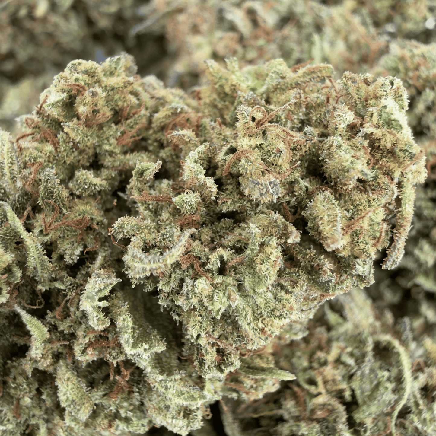 MANGO HAZE - FLEUR DE CBD BIO