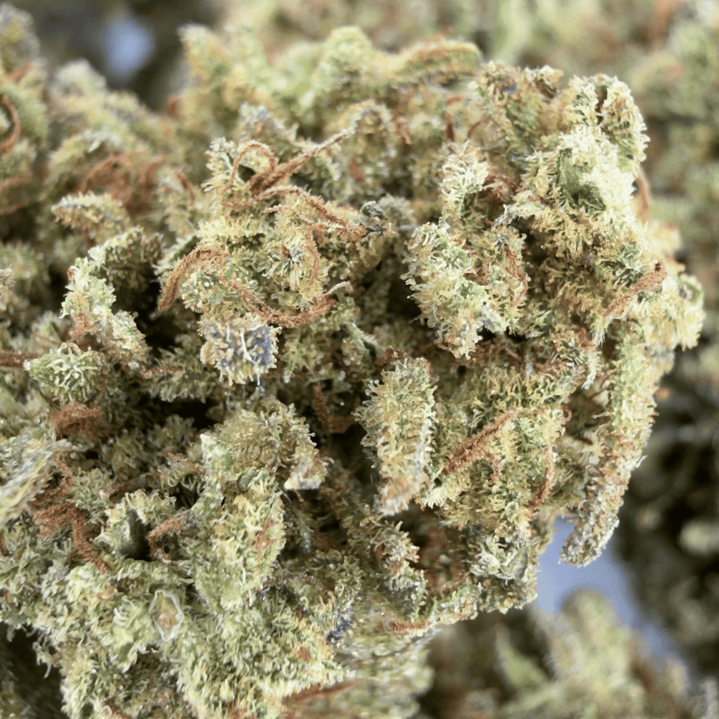 MANGO HAZE - FLEUR DE CBD BIO