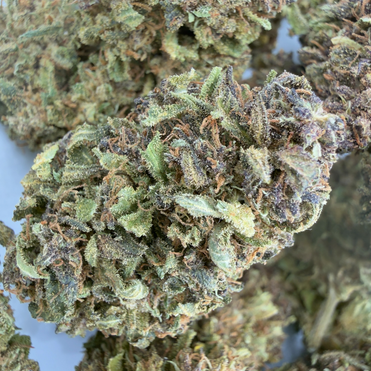 MAZZAL KUSH - FLOR DE CBD ORGÁNICO