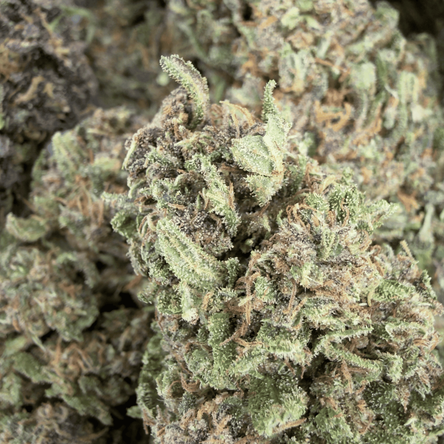 Orangenkrapfen - Bio-CBD-Blüten