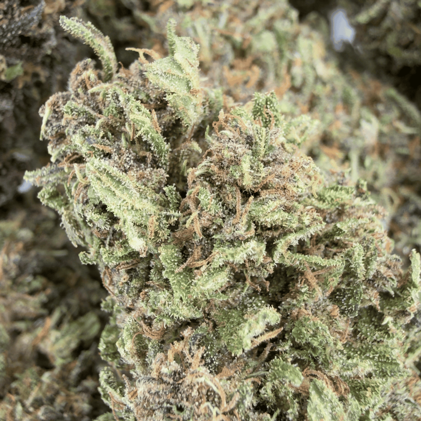 Orangenkrapfen - Bio-CBD-Blüten