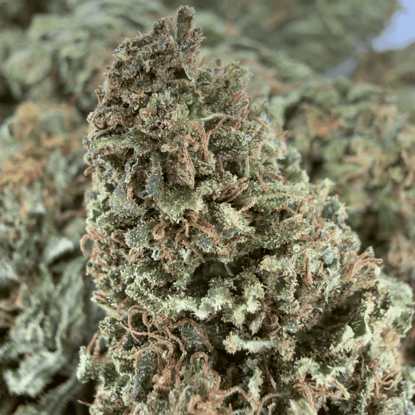 OREGON SWEETGUM - FLEUR DE CBD BIO