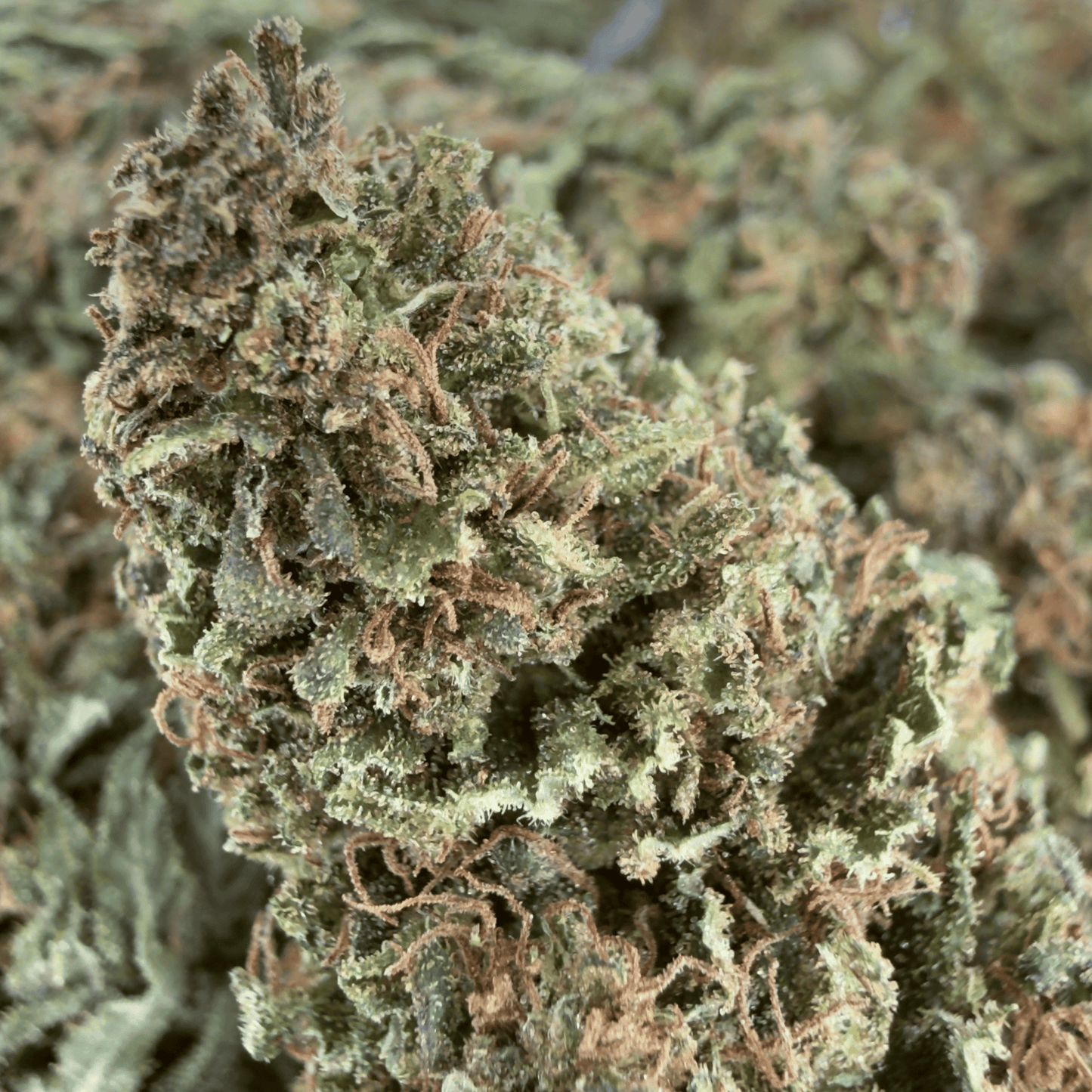 OREGON SWEETGUM - FLEUR DE CBD BIO